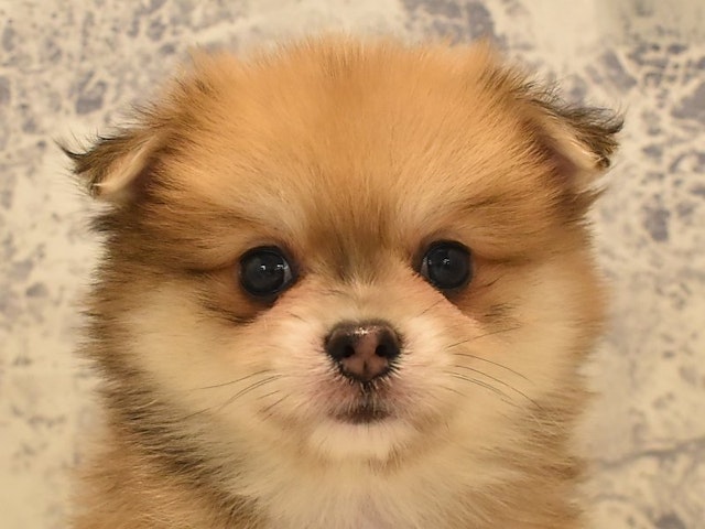 東京都のハーフ犬・ミックス犬 (ペッツワン昭島店/2024年5月12日生まれ/男の子/フォーンホワイト)の子犬